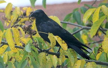 Rabe auf Nu&szlig;baum