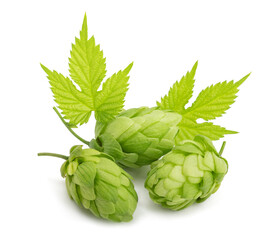 Hops  with leaves