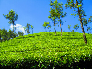 Fototapeta na wymiar Green tea plantation field and blue sky on a bright, sunny day