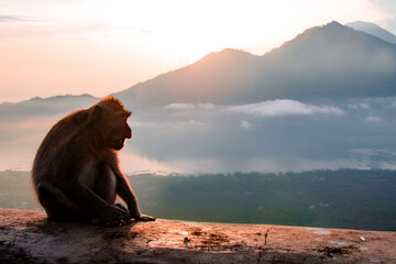 Silhouette monkey in the mountains