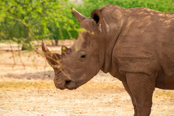 Obraz premium Portrait of a male bull white Rhino grazing in Etosha National park, Namibia. Wild african animals.
