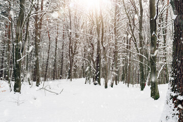 forest covered with snow in winter