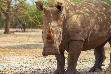 Obraz premium Portrait of a male bull white Rhino grazing in Etosha National park, Namibia. Wild african animals.