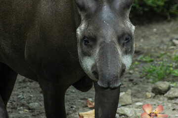 Naklejka premium Brazilian tapir or known as Tapirus terrestris