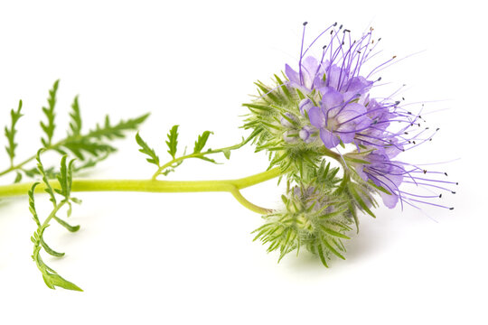 lacy phacelia