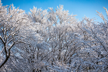 Śnieg zima kaszuby wieżyca las drzewa