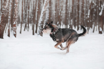 Fototapeta na wymiar funny mix breed dog running in the snowy forest
