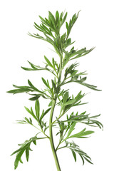 Artemisia  plant