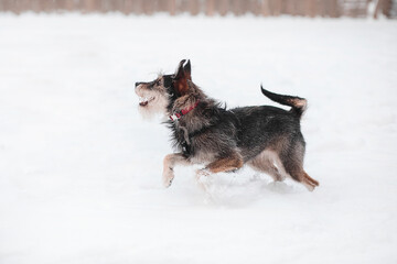 funny mixed breed dog playing in a snowy glade in the forest