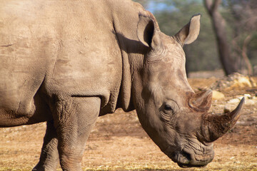 Obraz premium Portrait of a male bull white Rhino grazing in Etosha National park, Namibia. Wild african animals.
