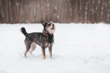 funny mixed breed dog playing in a snowy glade in the forest