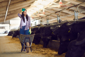 Tired female farmer stands near an empty wheelbarrow after feeding buffaloes and wipes sweat.