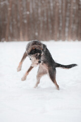 Fototapeta na wymiar funny mixed breed dog playing in snowy forest