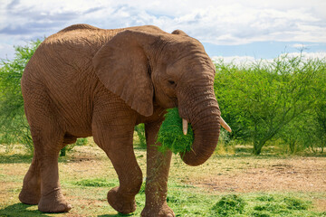 Fototapeta na wymiar African Bush Elephant in the grassland of Etosha National Park