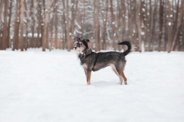 funny mixed breed dog playing in a snowy glade in the forest