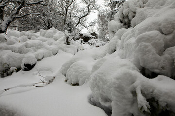 Snow covered shrubs after daylong snowfall on moorland smallholding in Nidderdale