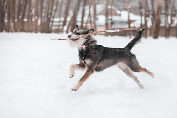 funny mix breed dog running in the snowy forest with a stick