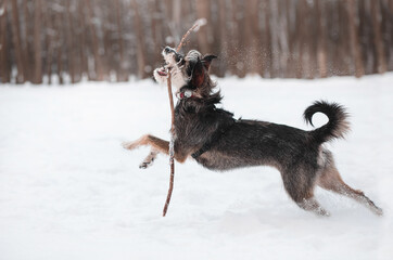 Fototapeta na wymiar funny mix breed dog running in the snowy forest with a stick