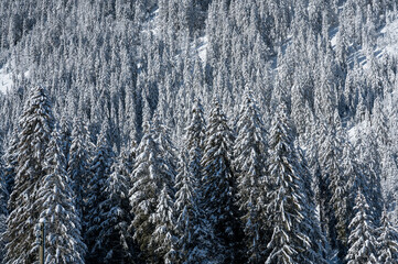 winter forest with snow covered fir trees in Diemtigtal, Berner Oberland