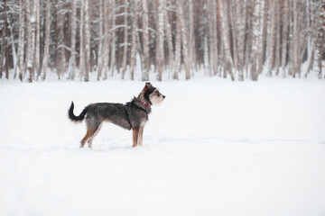 Fototapeta na wymiar funny mixed breed dog playing in a snowy glade in the forest