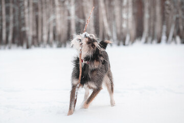 funny mix breed dog playing in the snowy forest with a stick
