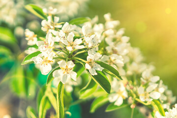 apple blossom in may a wonderful nature. Pear tree blossom close-up. White pear flower on naturl background. toned