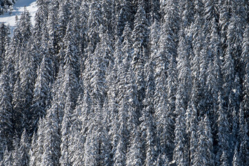 winter forest with snow covered fir trees in Diemtigtal, Berner Oberland