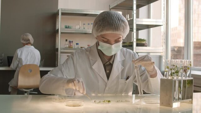 Lockdown of young female biochemist wearing medical uniform, hat, mask and gloves pulling pieces of plant out of test tube with forceps and then putting them on glass slide and Petri dish