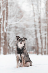 funny bearded dog sits on an alley in a snowy forest