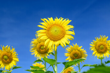 Beautiful sunflower on blue sky