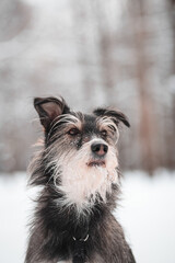  portrait of a gorgeous dog with snowy beard in the winter forest
