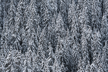 winter forest with snow covered fir trees in Diemtigtal, Berner Oberland