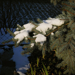 spruce branches covered with snow