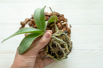 Closeup female hand holds baby-orchid plant for transplant. Orchid leaves and roots close-up.