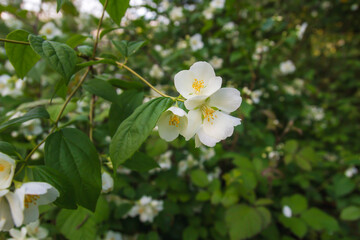 Sweet mock orange bush white blooms