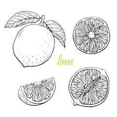 Lime lemon vector set. Hand drawn line graphic elements,black and white sketch. Illustration for menu,drinks, packege
