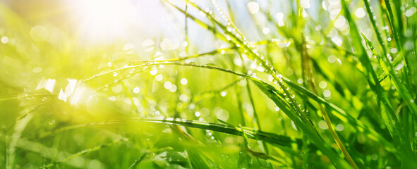 Fresh green grass background in sunny summer day