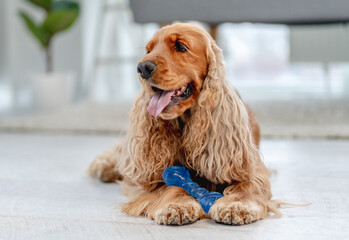 English cocker spaniel dog at home