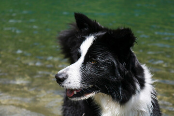 Primo piano di un border collie al lago Nambino nel parco Adamello - Brenta in Trentino, viaggi e paesaggi in Italia