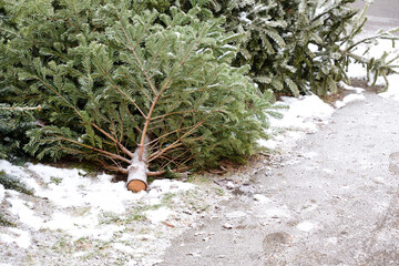 Several used Christmas trees are covered with snow on the side of the road in Germany after...
