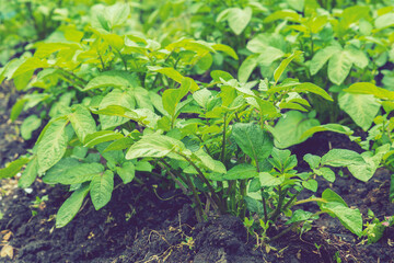Field of green potato bushes. Rows on Potato field with green bushes. potato bushes in the garden. Automatic watering in a potato field. toned