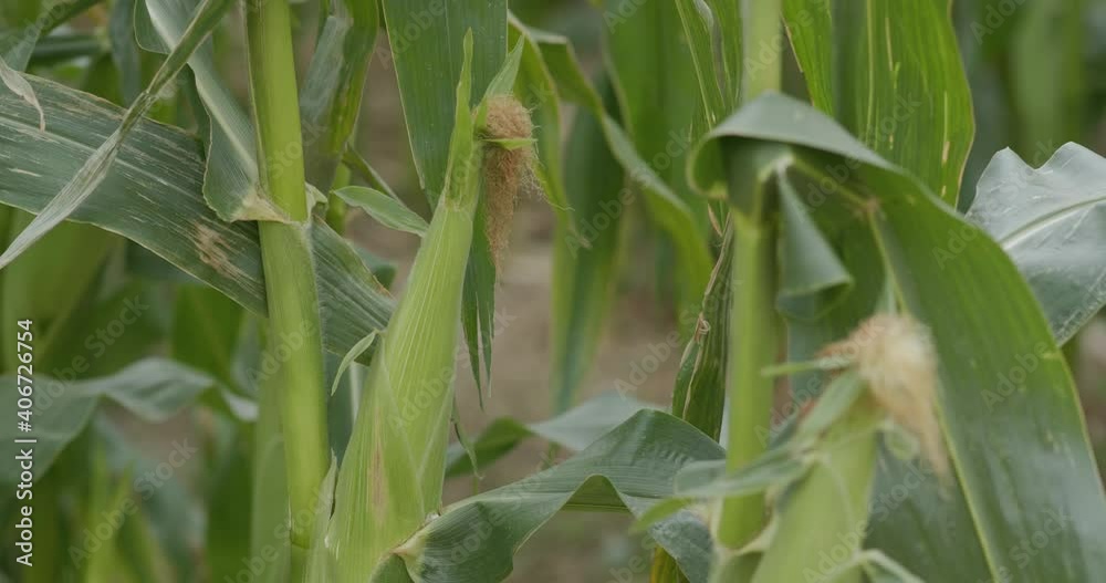 Sticker corn maize agriculture nature field