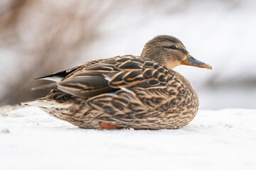 Wild duck (Anas platyrhynchos) sitting on the shore of a pond in winter