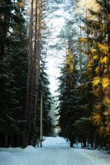 selective focus. snow mixed forest with coniferous trees and trails in the Leningrad region. January 2021