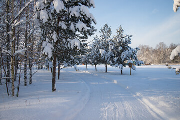 A snow-covered road surrounded by snow-covered pines. Horizontal orientation