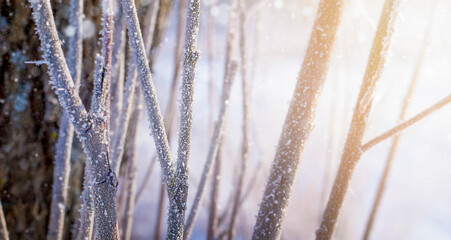 winter tree branches on a frosty morning. natural background