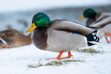 Wild ducks (anas platyrhynchos) in a snowy landscape by the water. Mallard