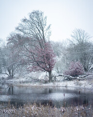 Winter and snow in the dunes of Kijkduin, The Netherlands.