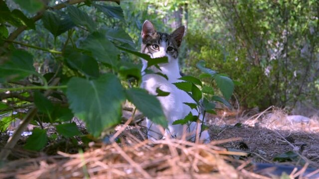 Red cat sitting among the bushes in the foreground in the park. Looks around