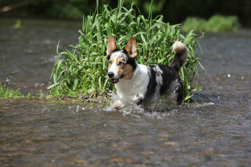 Welsh Corgi Cardigan in water